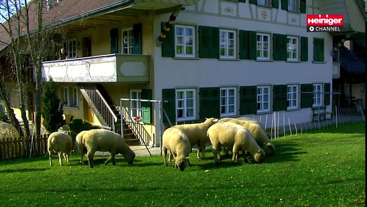 Tondeuse à moutons Greensen, cisailles à laine électriques portables à  vitesse réglable pour tondeuse à moutons pour ferme, machine à cisailler  électrique 